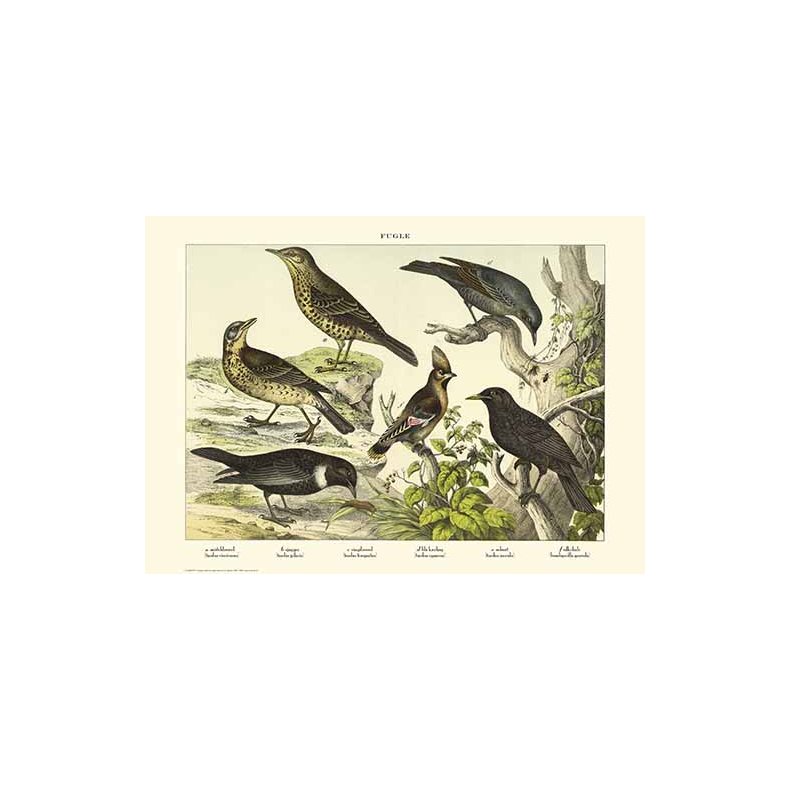 Natur plakat 50x70cm