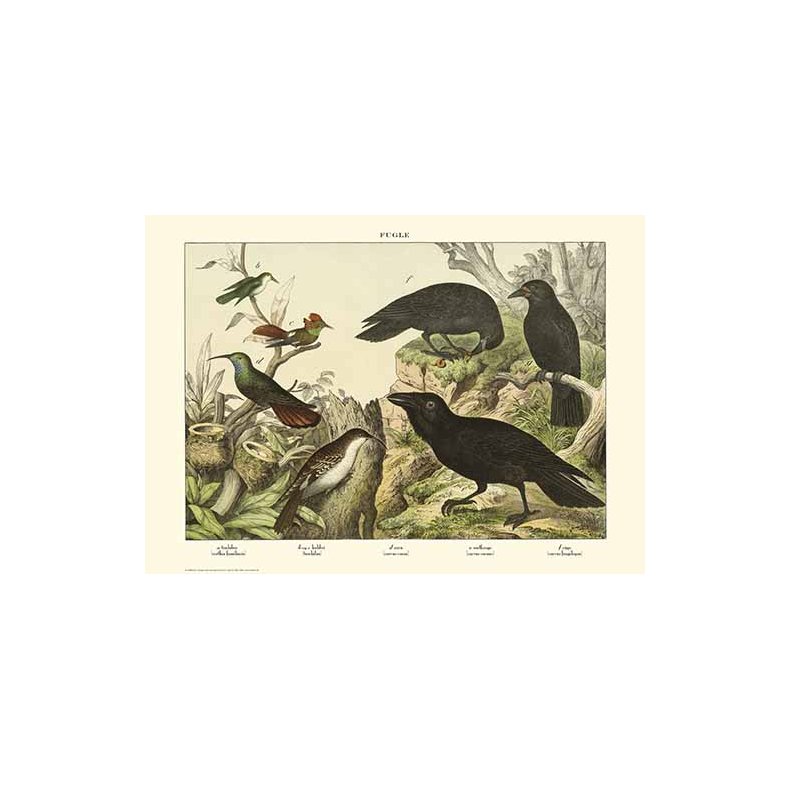Natur plakat 50x70cm