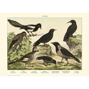 Natur plakat 50x70cm