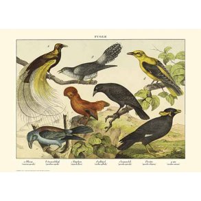 Natur plakat 50x70cm