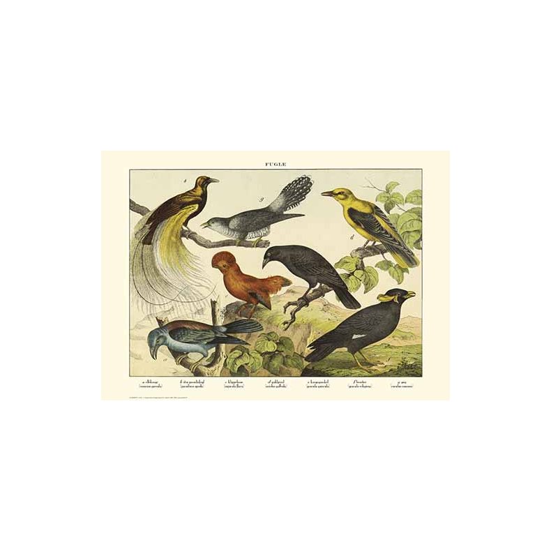 Natur plakat 50x70cm