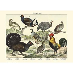 Natur plakat 50x70cm