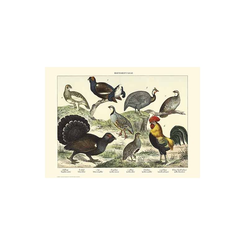 Nature poster 50x70cm