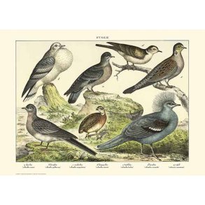 Natur plakat 50x70cm