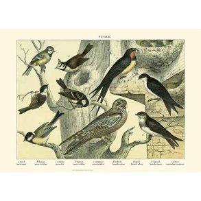 Natur plakat 50x70cm