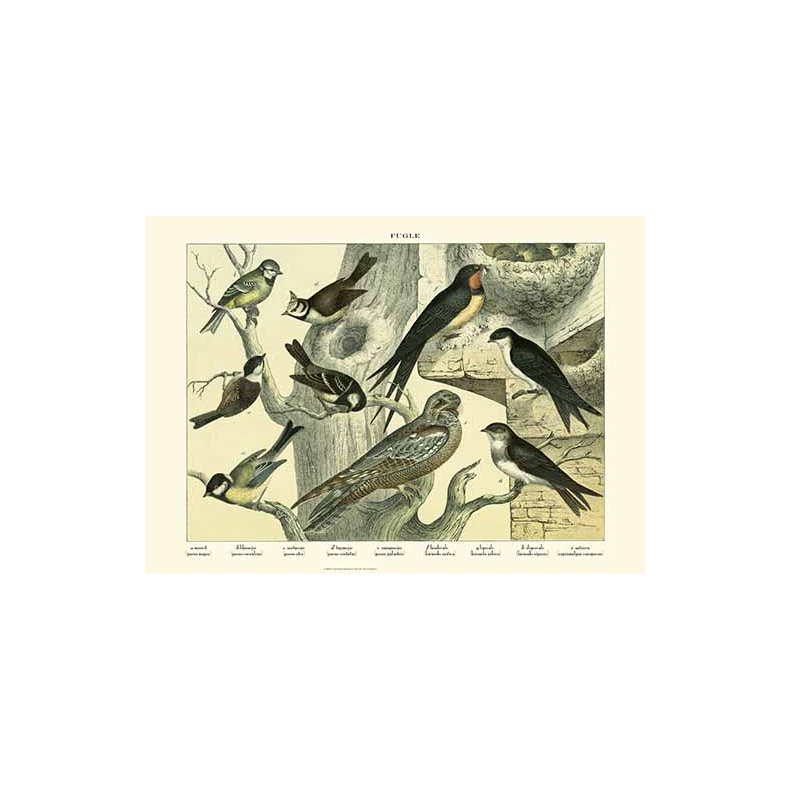 Natur plakat 50x70cm