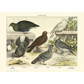 Natur plakat 50x70cm