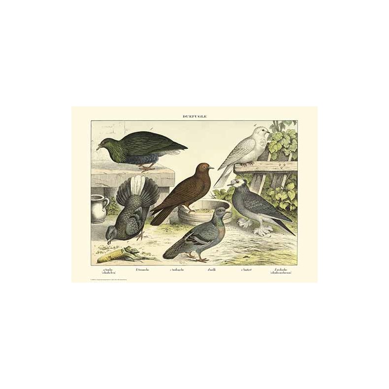 Natur plakat 50x70cm