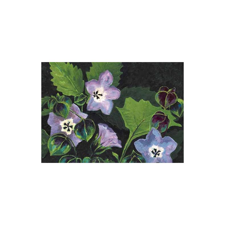 Dobbeltkort m. kulrt konvolut