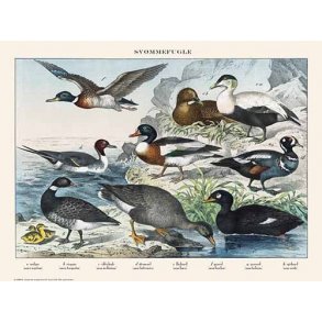 Natur plakat 30x40cm