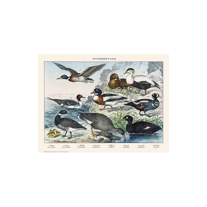 Nature poster 30x40cm