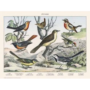 Natur plakat 30x40cm