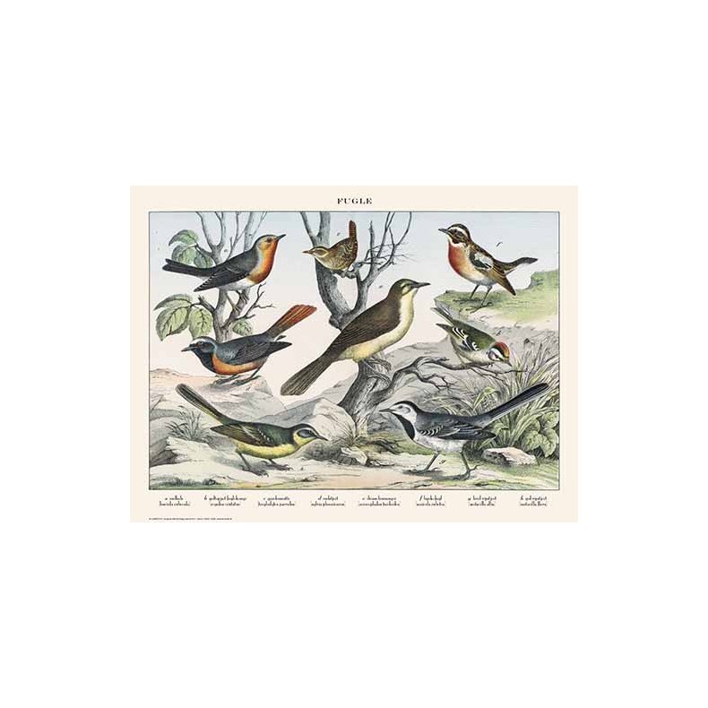 Natur plakat 50x70cm