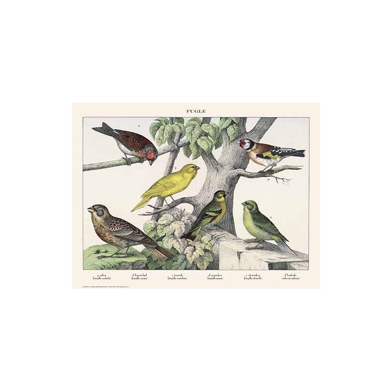 Natur plakat 30x40cm