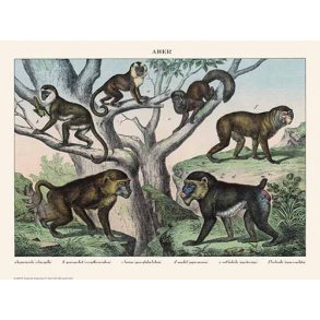 Natur plakat 30x40cm