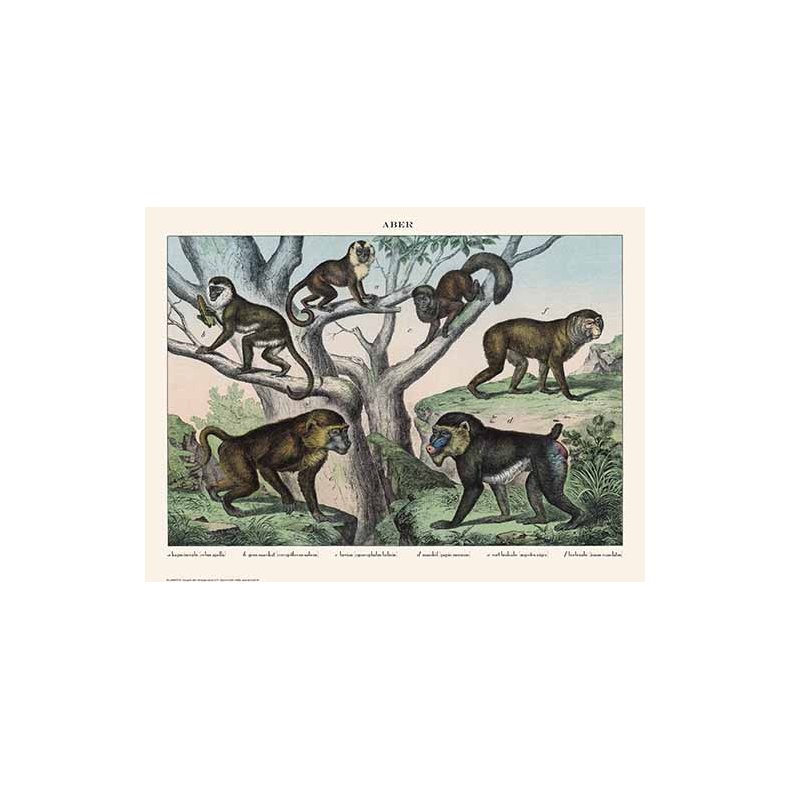 Nature poster 30x40cm