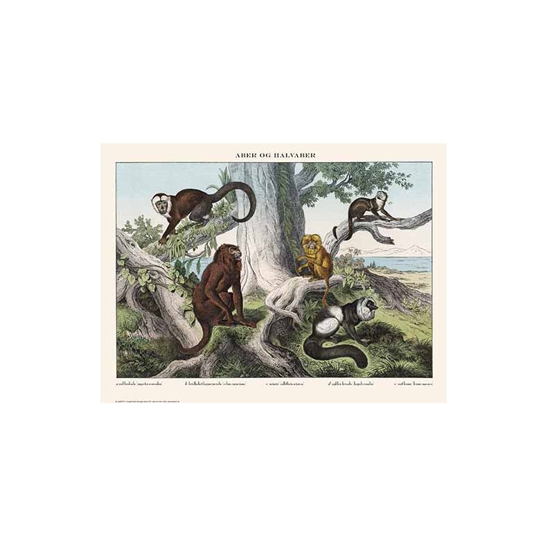 Natur plakat 50x70cm