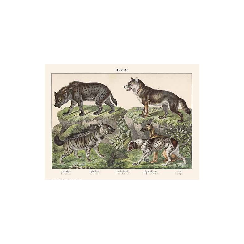 Natur plakat 50x70cm