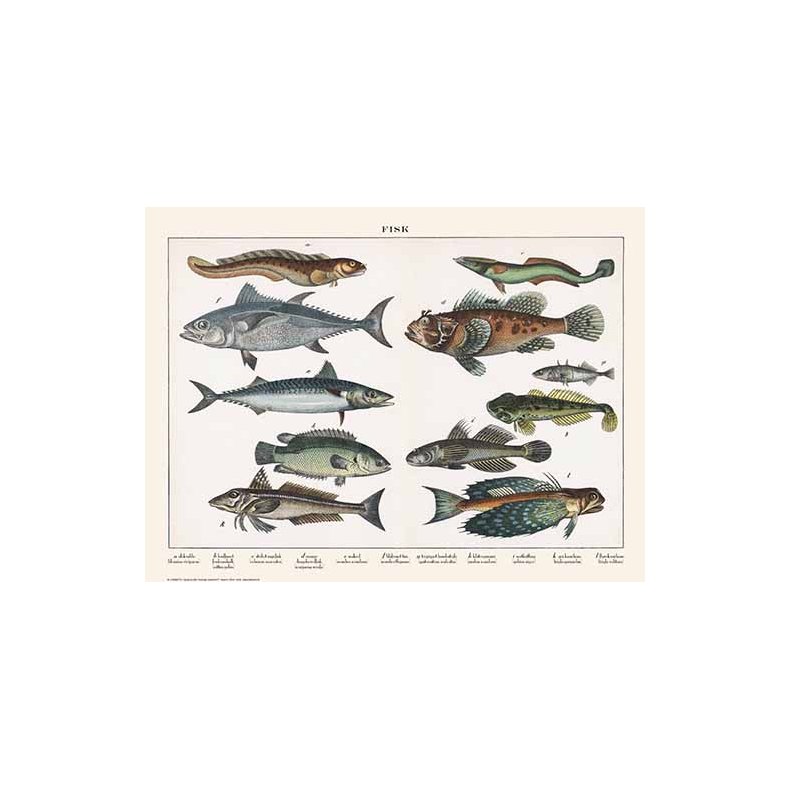 Natur plakat 50x70cm