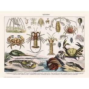 Natur plakat 50x70cm