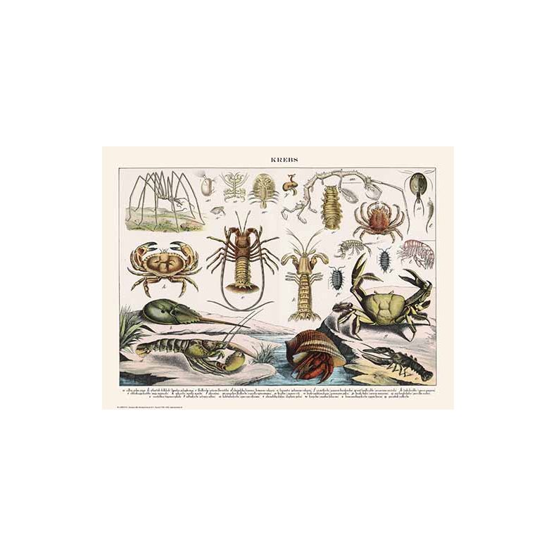 Natur plakat 50x70cm