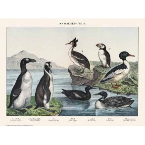 Natur plakat 30x40cm