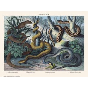 Natur plakat 30x40cm