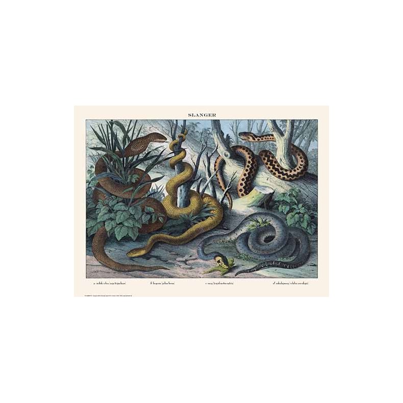 Natur plakat 30x40cm