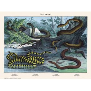 Natur plakat 30x40cm