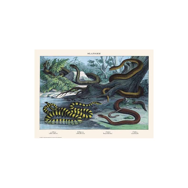 Natur plakat 50x70cm
