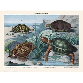 Natur plakat 50x70cm