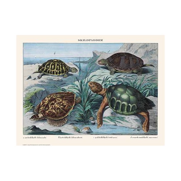 Nature poster 30x40cm