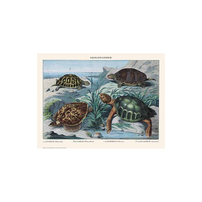Natur plakat 30x40cm