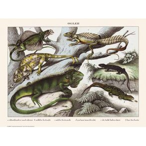 Natur plakat 50x70cm