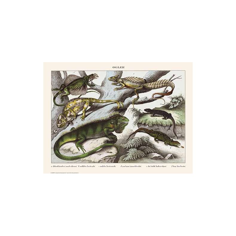 Natur plakat 50x70cm