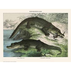 Natur plakat 50x70cm