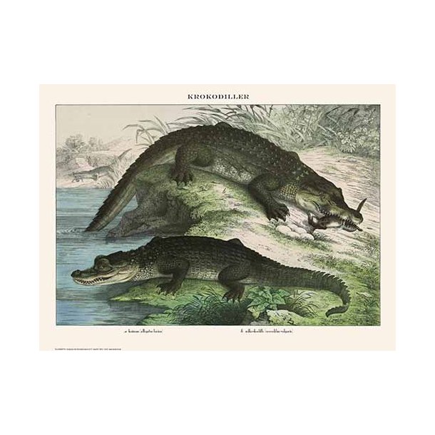Nature poster 30x40cm