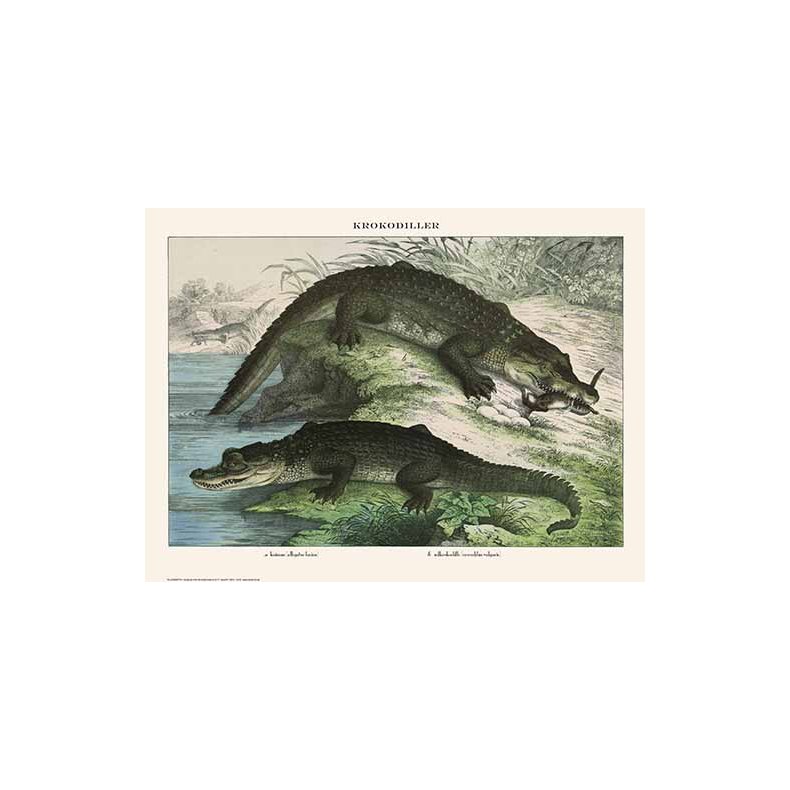 Nature poster 50x70cm