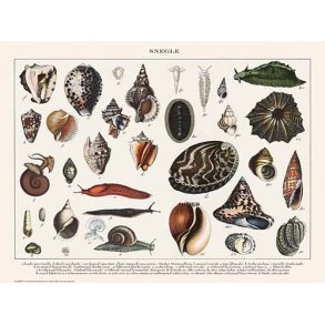 Natur plakat 50x70cm