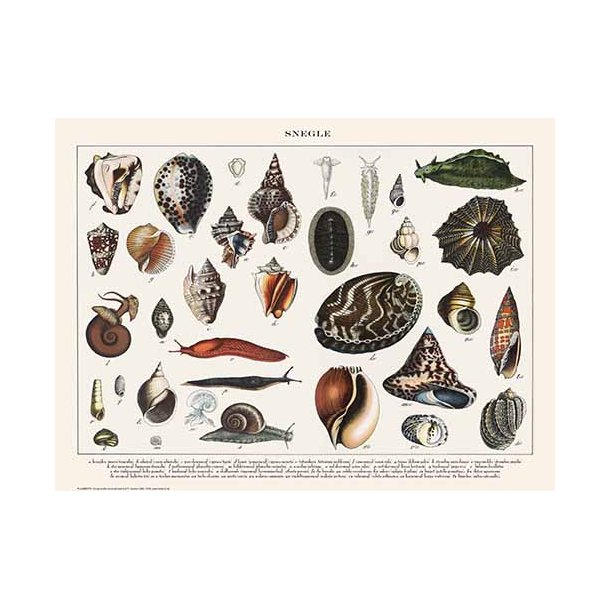 Nature poster 30x40cm