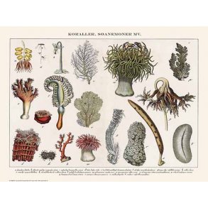 Natur plakat 30x40cm