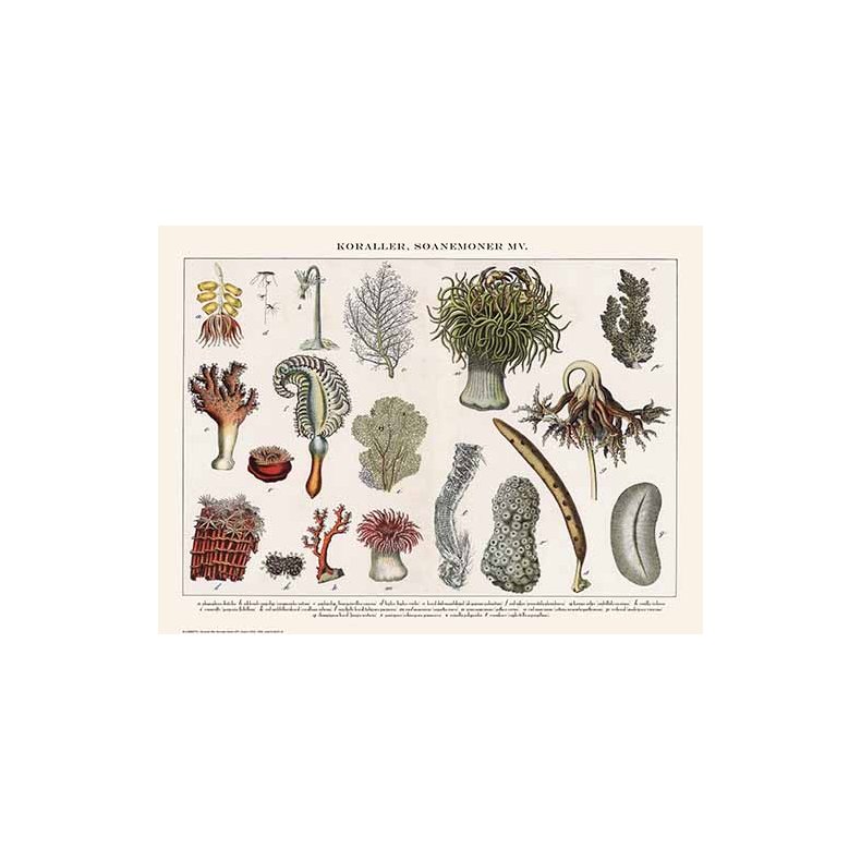 Nature poster 30x40cm