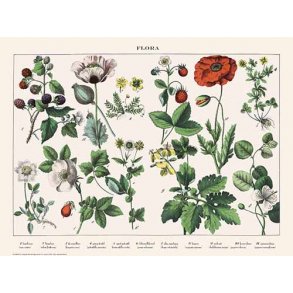 Natur plakat 50x70cm