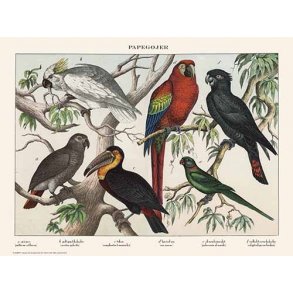 Natur plakat 30x40cm