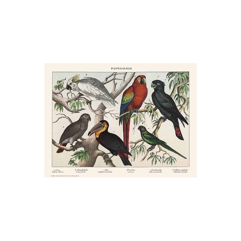 Natur plakat 50x70cm