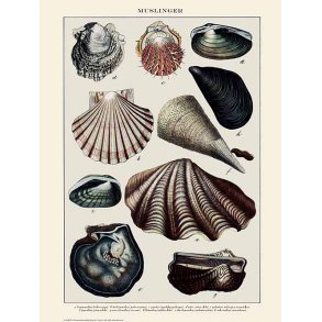 Natur plakat 50x70cm