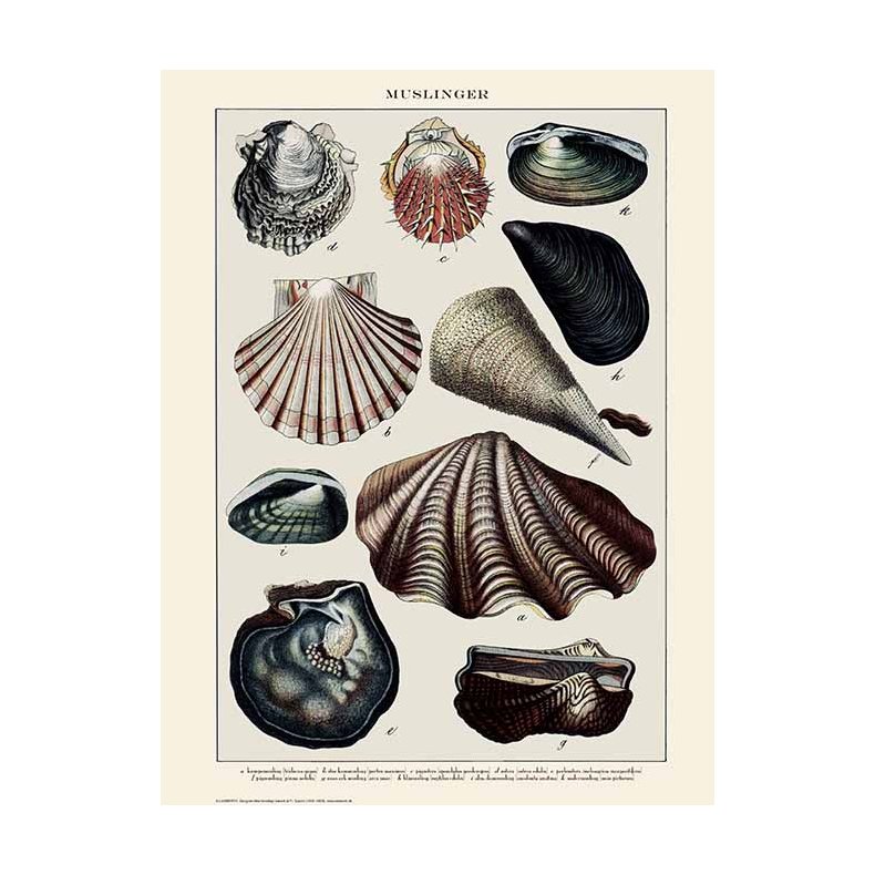 Natur plakat 50x70cm