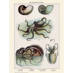 Natur plakat 50x70cm