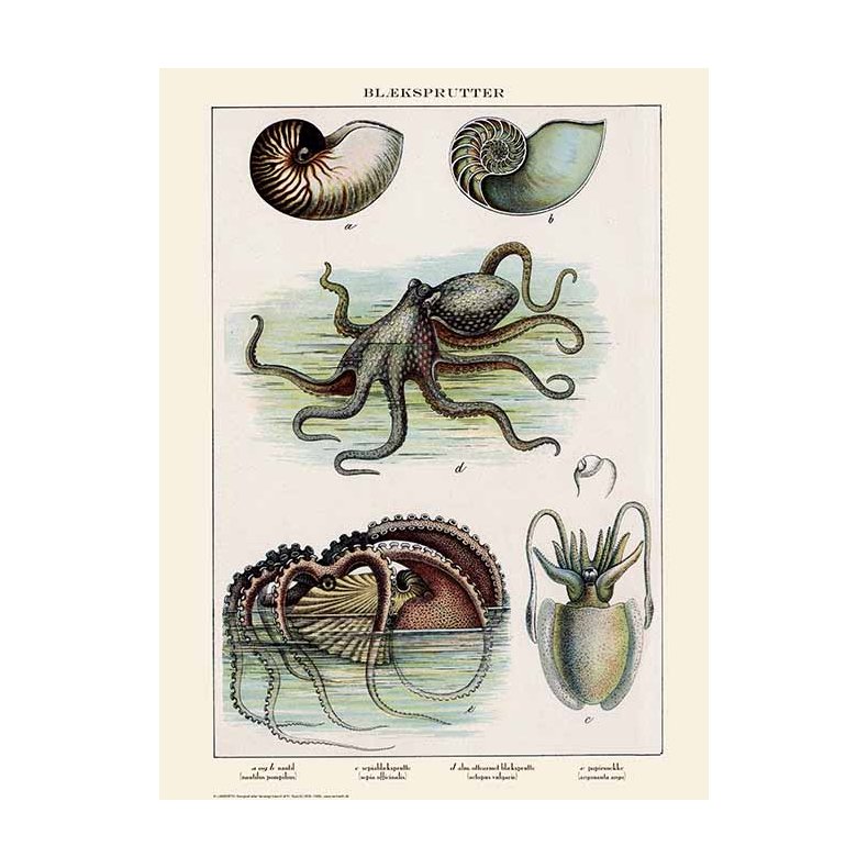Natur plakat 50x70cm