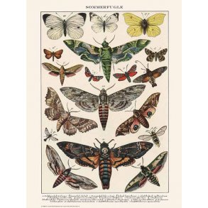 Natur plakat 50x70cm